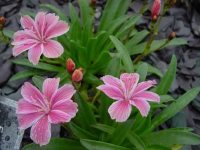 Nice pink flowers over rosettes of fleshy leaves